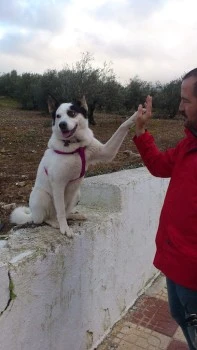 SIT Adiestramiento canino Almeria