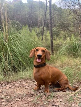 Centro Canino Es Vinyet.