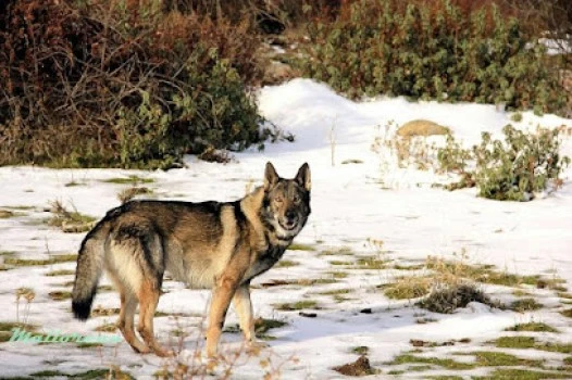 Centro Canino MallorCan