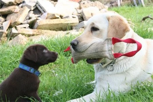 InCan Educación Canina