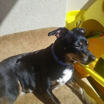 Paseador de perros