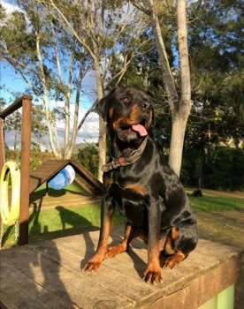 Hundetraining Mallorca Sweet Home