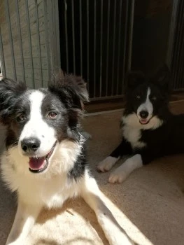 RESIDENCIA CANINA Y FELINA ALAIOR. BOARDING KENNELS &amp; CATTERY ALAIOR. ESCUELA DE ADIESTRAMIENTO 