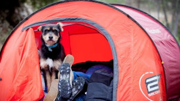 Lobo Descafeinado - Adiestramiento canino en Valencia - Educación de perros y actividades