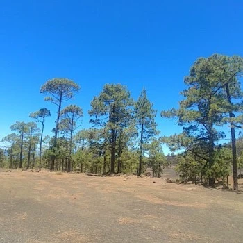 Área Recreativa Pinar Chío