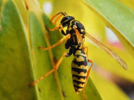 Beetle Hunting