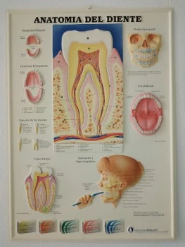 Clinica Buco Dental M Pilar Lozano Tornero