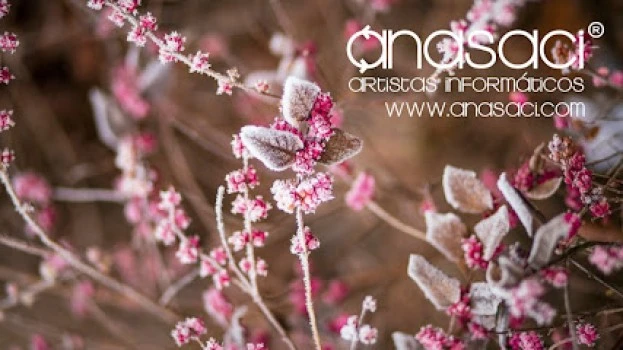 Anasaci. Diseño Web Zaragoza