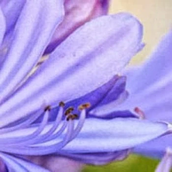 Floristería Taibo