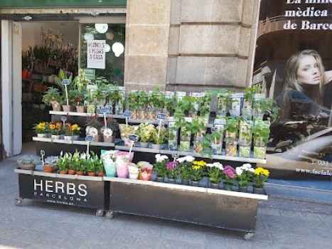 FLORISTERIA HERBS BALMES