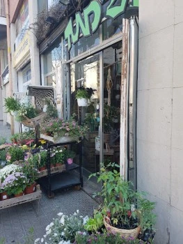Cactusss&amp;Tundra, Floristeria