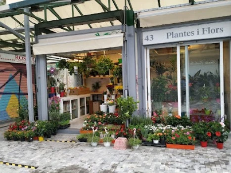 FLORISTERIA ANGY, Hospitalet, Barcelona