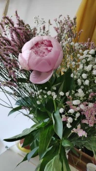 Flores Y Plantas Montse
