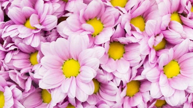 Floryfauna Monforte