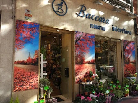 Baccara Floristas