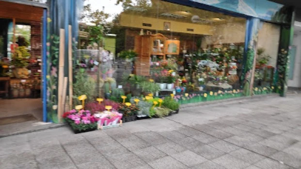 Flores Versilia