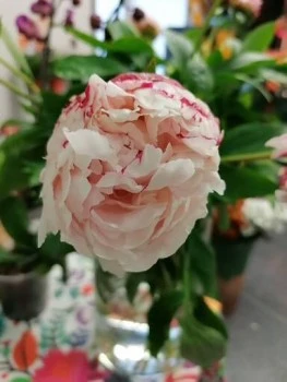 231Malva Flores