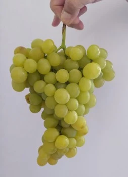 Almau