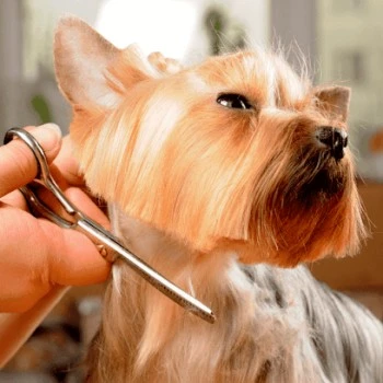 Peluquería Canina · KuKa Grooming