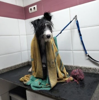 Guau Sedaví!! Peluqueria canina y complementos para mascotas.