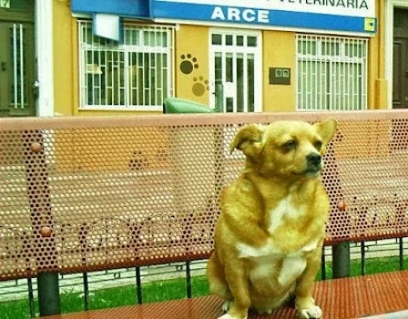 Arce veterinario