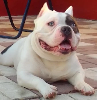 Clinica Veterinaria Ciudad Jardín - Jungle Vets