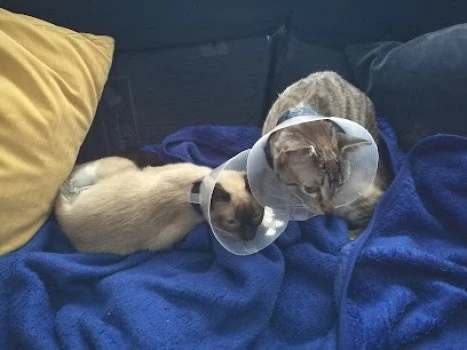Mendebaldea Dogos